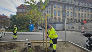 Pracownik podczas palikowania drzew
