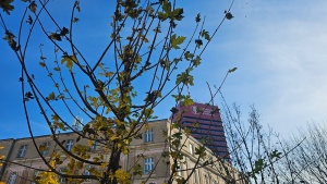 Nowe drzewo i Collegium Altum w tle