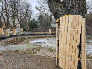 Zabezpieczone drzewa na terenie inwestycji