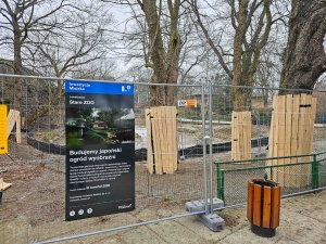 Zabezpieczone drzewa na terenie inwestycji