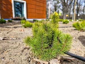 Nowe nasadzenia przed pływalnią