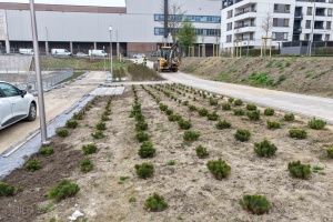 Nowe nasadzenia zieleni przy zbiorniku