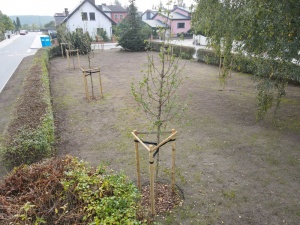 Nowe drzewa zasadzone na placu przy ul. Rubinowej