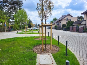 Nowe drzewo na ul. Architektów