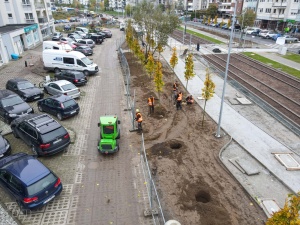 Pracownicy podczas sadzenia drzew w rejonie ul. Milczańskiej